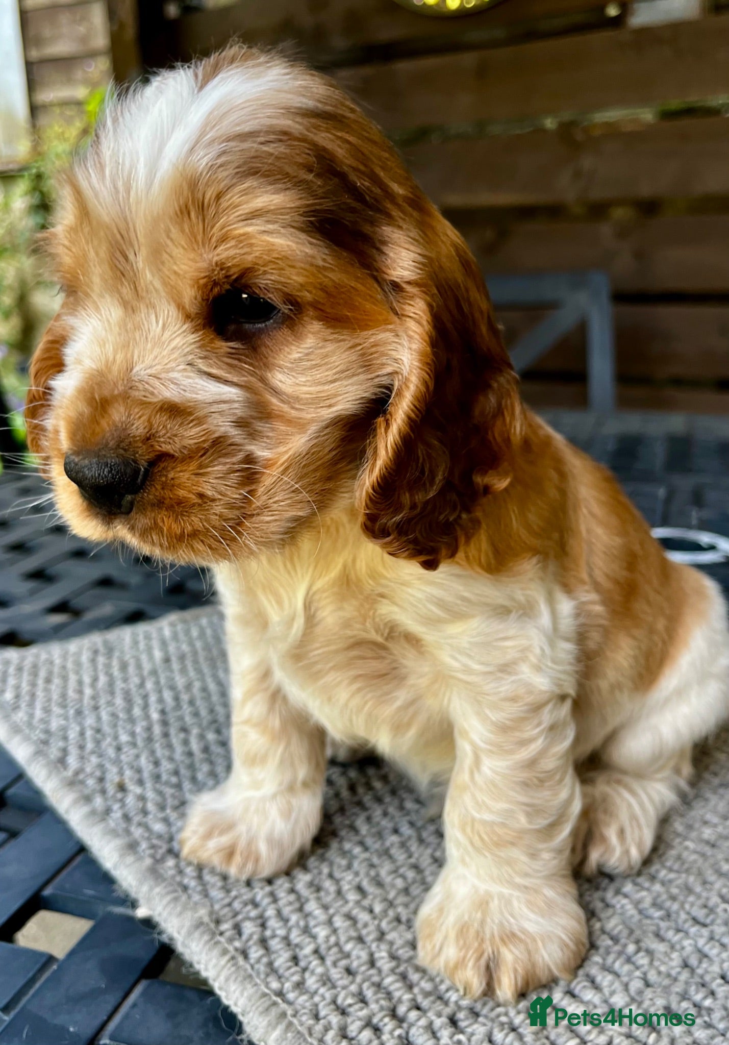 Cocker Spaniel dogs KC English Cocker Male Puppy - Advert 7