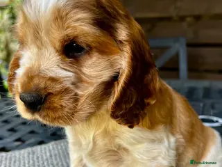 Cocker Spaniel dogs KC English Cocker Male Puppy - Advert 7