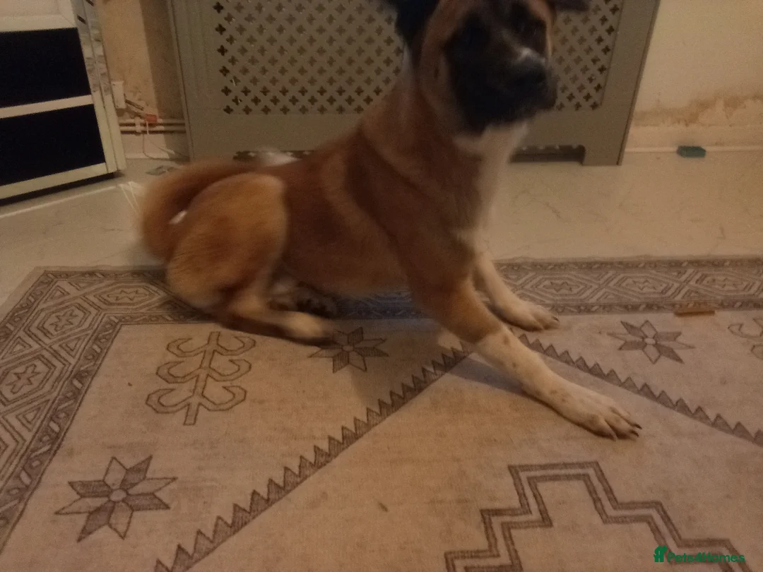 Mixed Breed dogs for sale: BEAUTIFUL 7 MOTHS OLD AMERICAN AKITA  - Advert 1