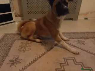 Mixed Breed dogs BEAUTIFUL 7 MOTHS OLD AMERICAN AKITA - Advert 1