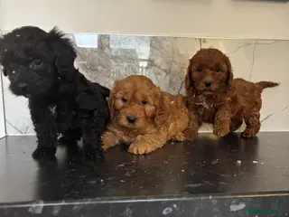 Maltipoo dogs Maltipoo puppies toy poodle - Advert 1