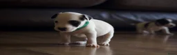 Jack Russell dogs for sale: Short Legged Jack Russel Puppies - Advert 7