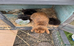 Mini Lop rabbits for sale: Mini Lop Baby Rabbits  - Image 5