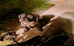 Labrador Retriever dogs for sale: Labrador puppies  - Image 4