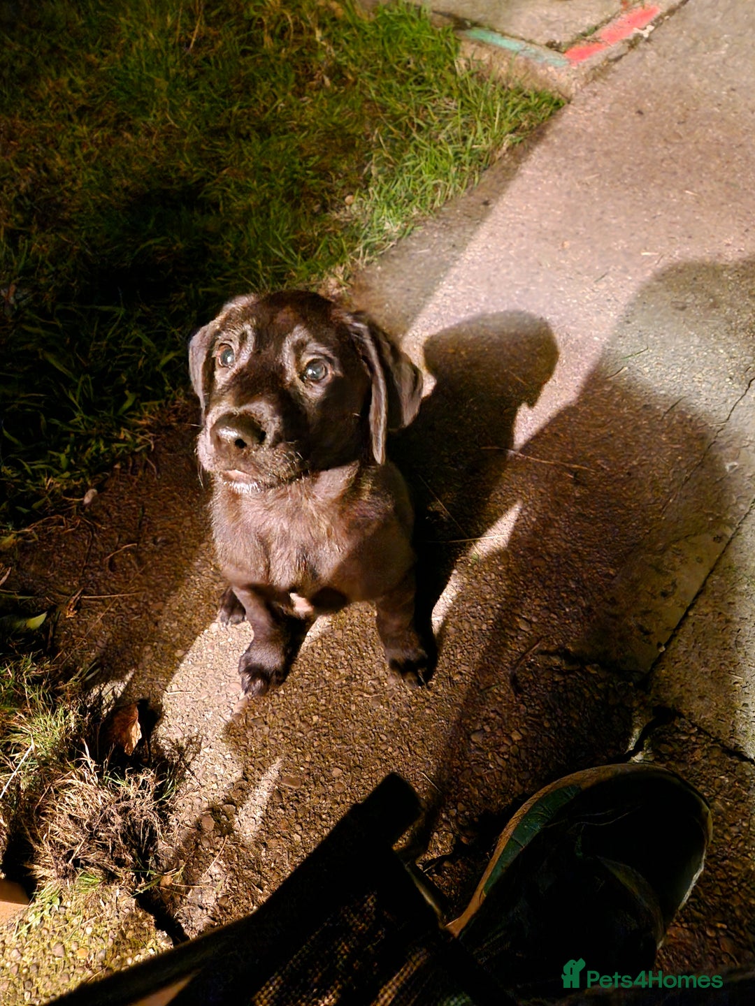 Labrador Retriever dogs for sale: Labrador puppies  - Image 4