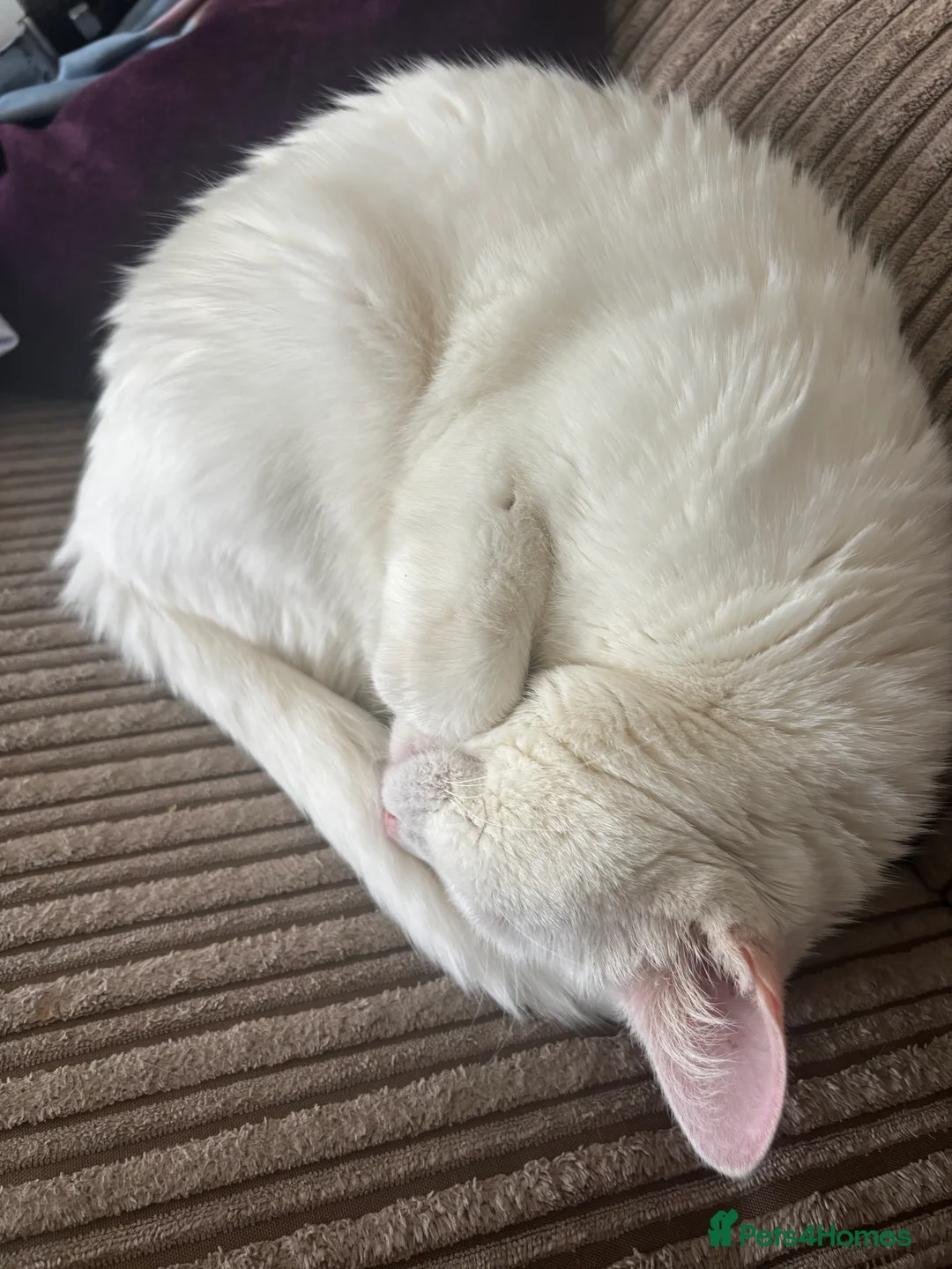 Mixed Breed cats for sale: Daisy- 18 months  - Advert 3