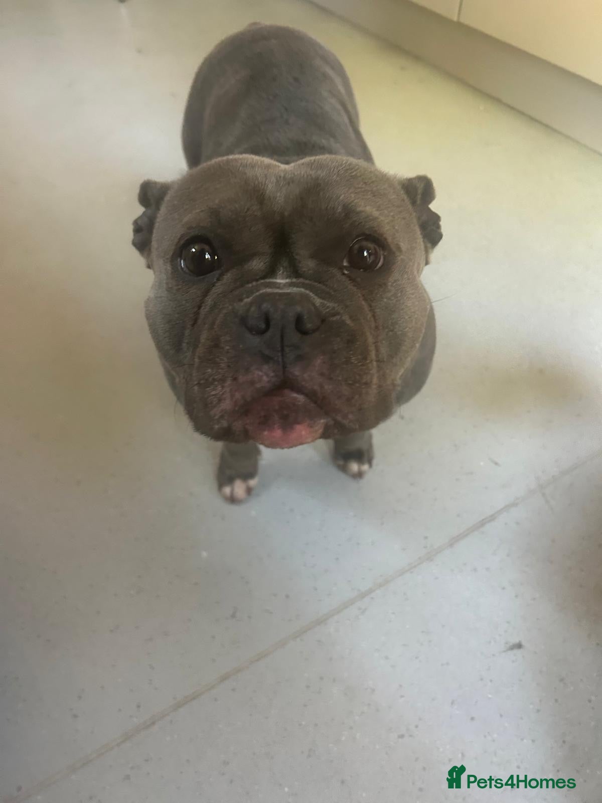 American Bully dogs Pocket bully very friendly 5 years old - Advert 1