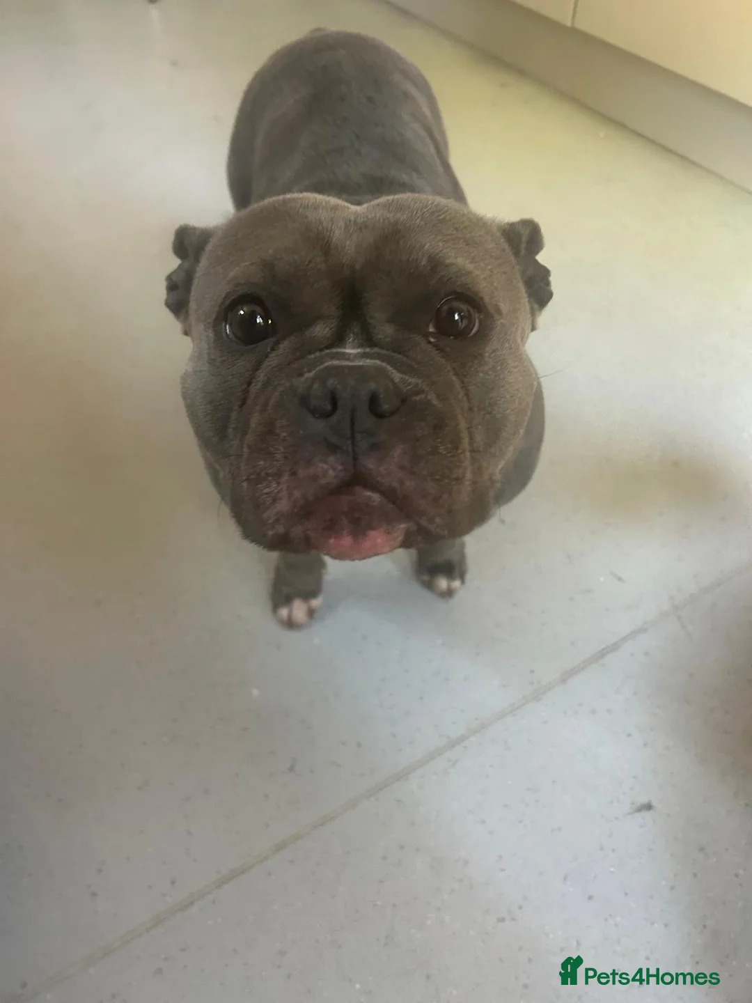 American Bully dogs for sale: Pocket bully very friendly 5 years old in London - Advert 1