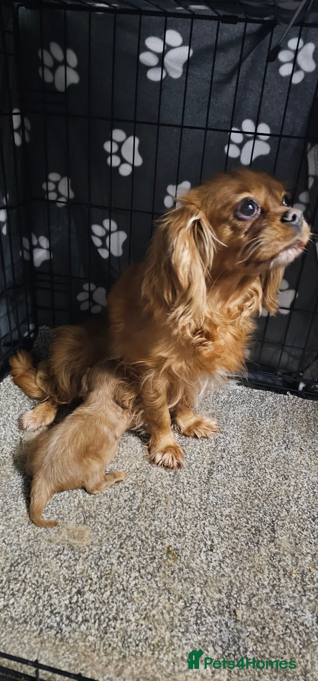 Cavalier King Charles Spaniel dogs for sale: Cavalier King Charles Spaniel Puppy  - Advert 1