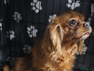 Cavalier King Charles Spaniel dogs Cavalier King Charles Spaniel Puppy - Advert 2