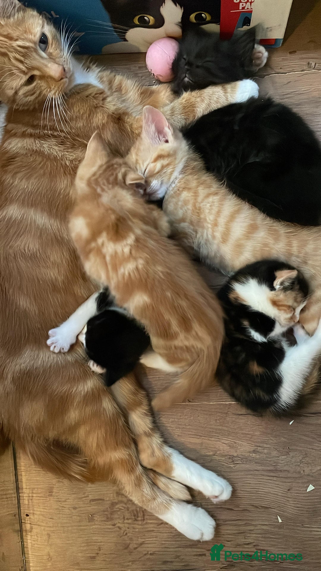 Mixed Breed cats for sale: Cute Adorable Kittens for Sale - Image 7
