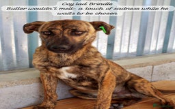 Mixed Breed dogs for adoption: Brindle, approx 7 months. Available for adoption. - Image 14