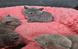 British Shorthair cats for sale: British shorthair kittens lilac/blue - Image 23