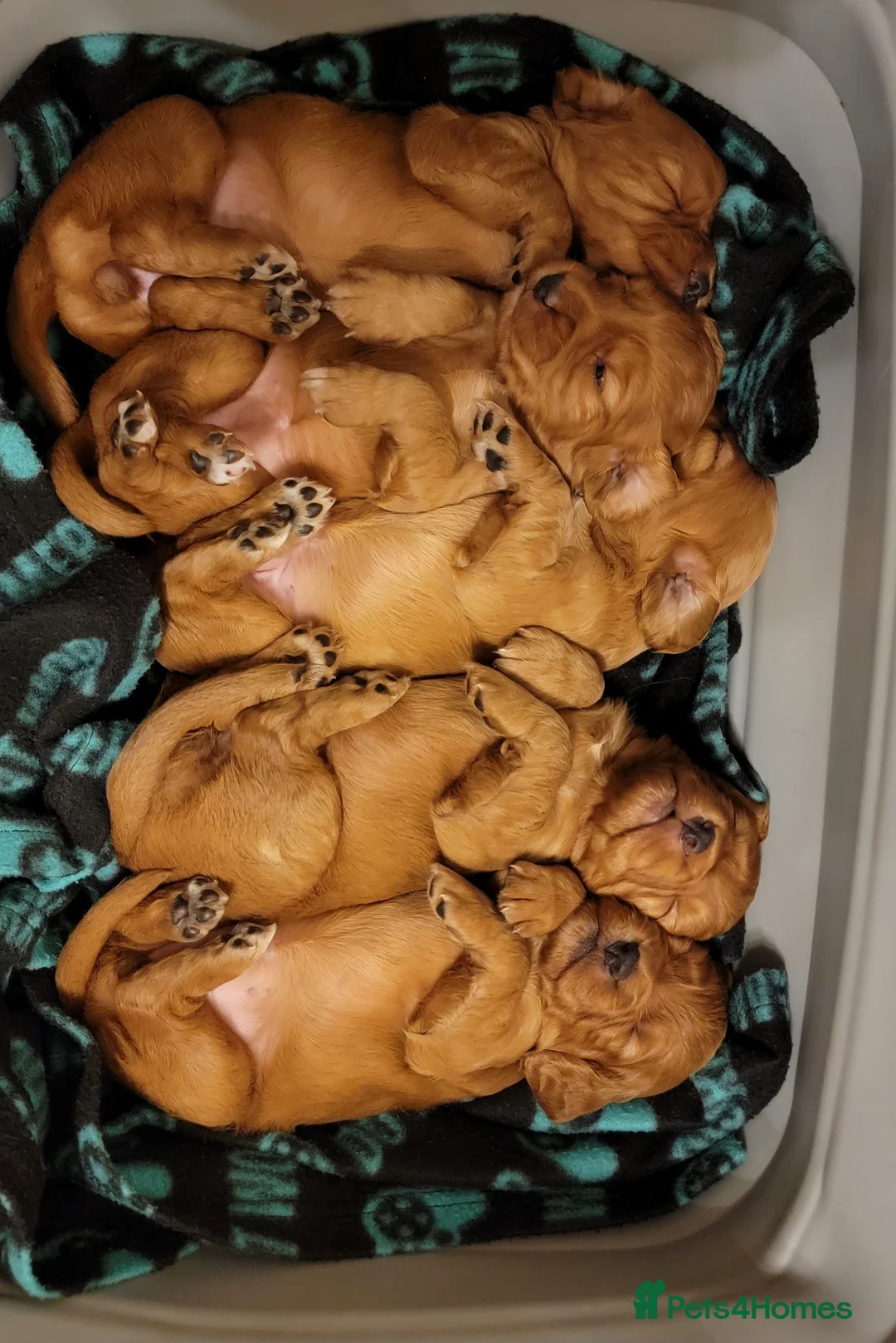 Cocker Spaniel dogs for sale: Working cocker spaniel puppies for sale - Advert 2