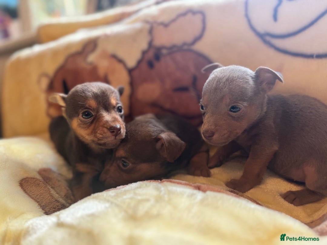 Jack Russell dogs for sale: Much Wenlock stunning miniature puppy  - Advert 15