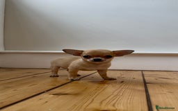 Chihuahua dogs for sale: ADORABLE SUPER TINY CHIHUAHUA PUPPIES - Image 12