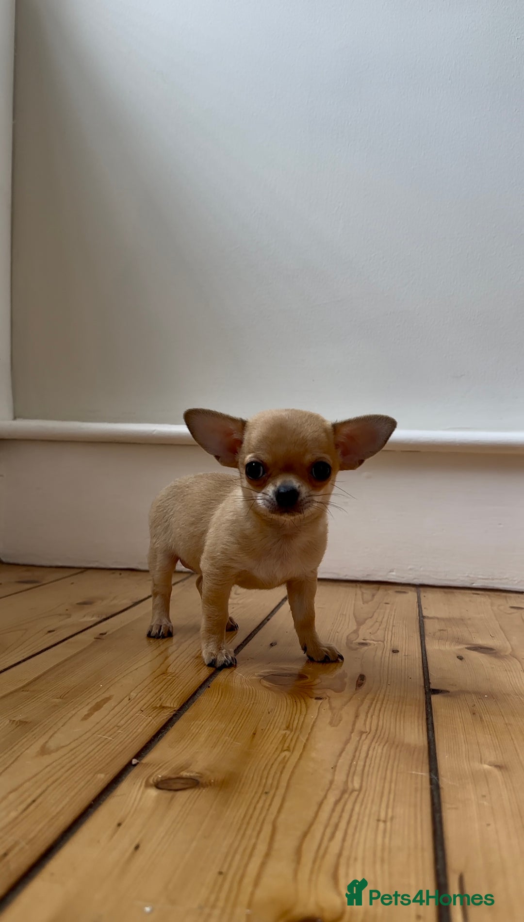 Chihuahua dogs for sale: ADORABLE SUPER TINY CHIHUAHUA PUPPIES - Image 12