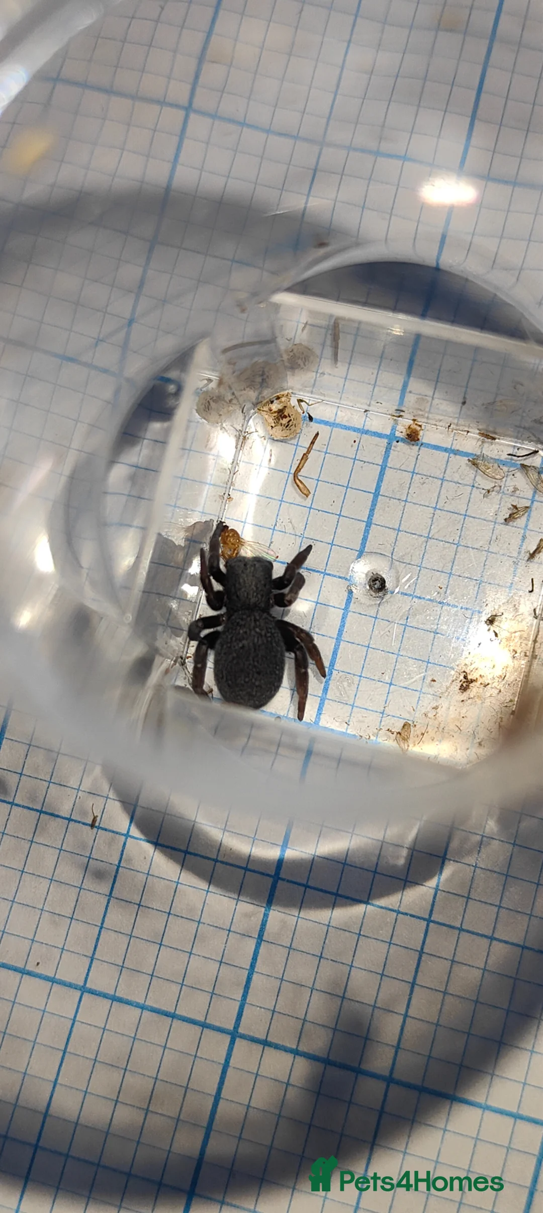 Spiders invertebrates for sale: Velvet spider  - Advert 5