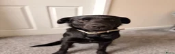 Borador dogs for sale: Borador for rehoming  - Advert 2