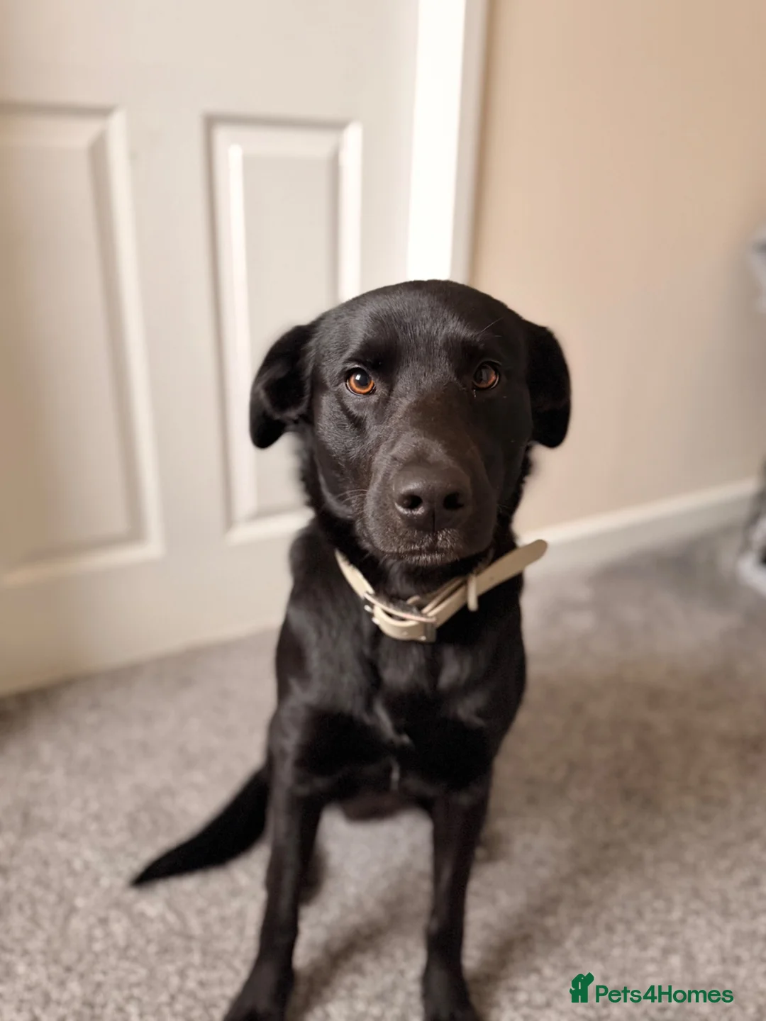 Borador dogs for sale: Borador for rehoming  - Advert 2
