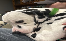 Dalmatian dogs for sale: Dalmatian 5 year old Male for Sale - Image 2