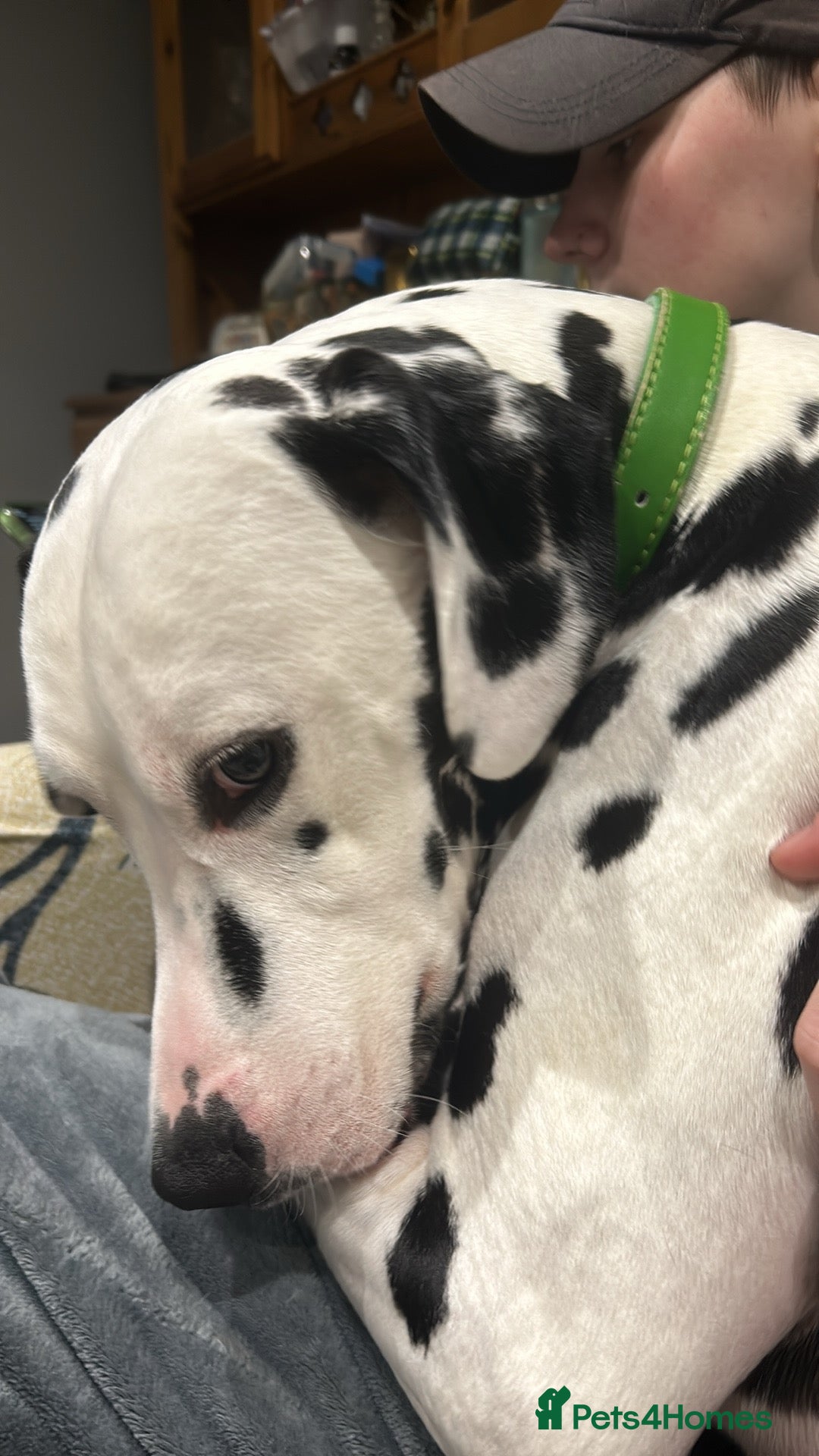 Dalmatian dogs for sale: Dalmatian 5 year old Male for Sale - Image 2