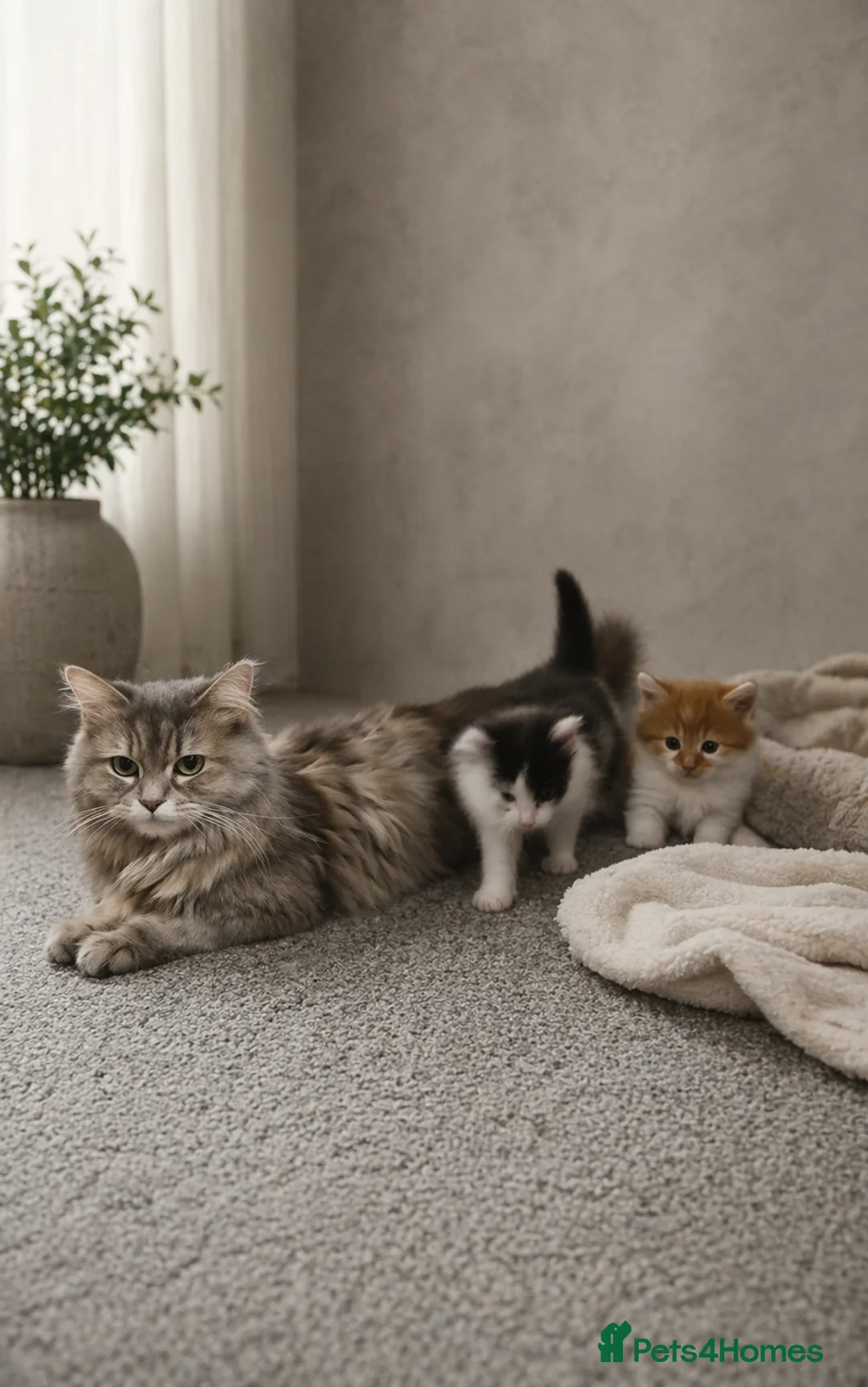 Maine Coon cats for sale: One boy, one girl kittens £150 each in Scunthorpe - Advert 1