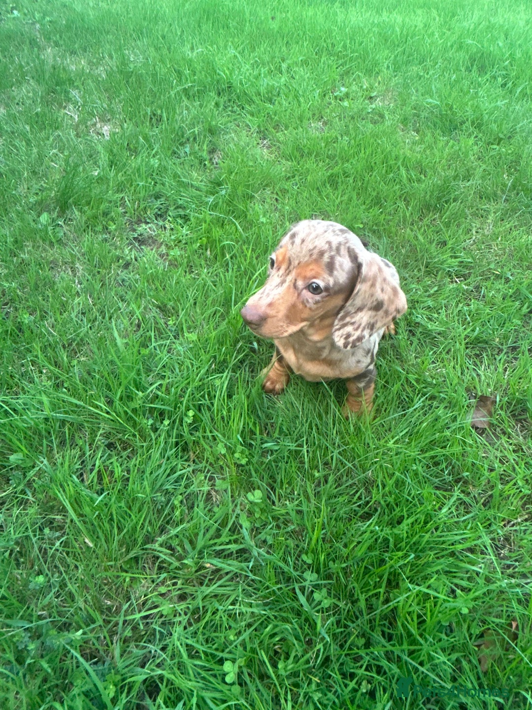 Dachshund dogs for sale: Beautiful Dachshund puppies  - Image 3