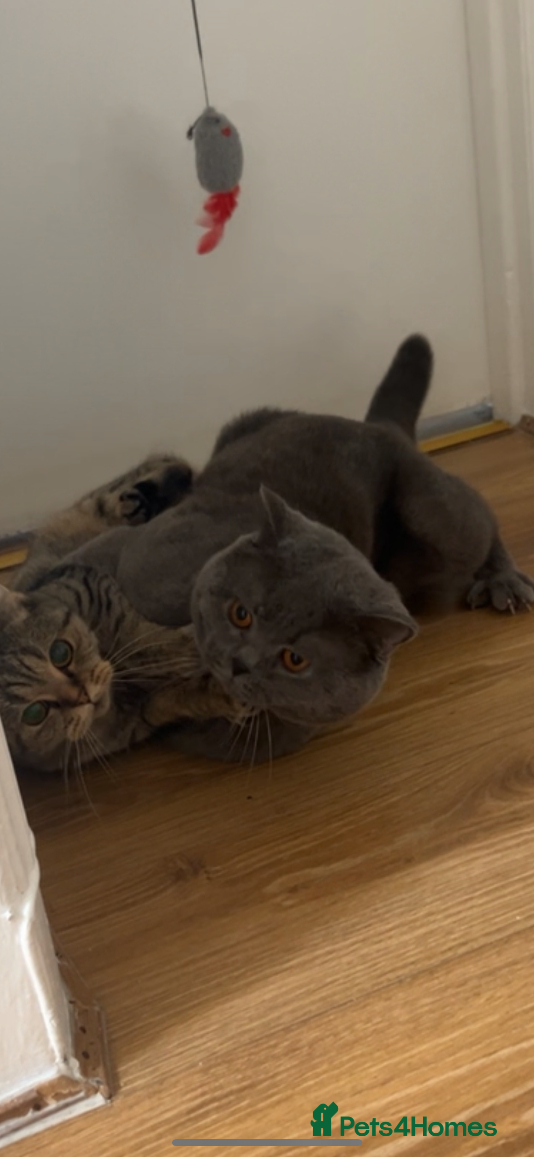British Shorthair cats for stud: 💙Handsome GCCF Active Registered Blue BSH💙 - Advert 8