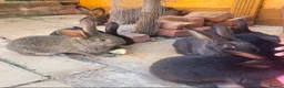 Continental Giant rabbits for sale: Giant Continental Rabbits READY TO LEAVE - Advert 2