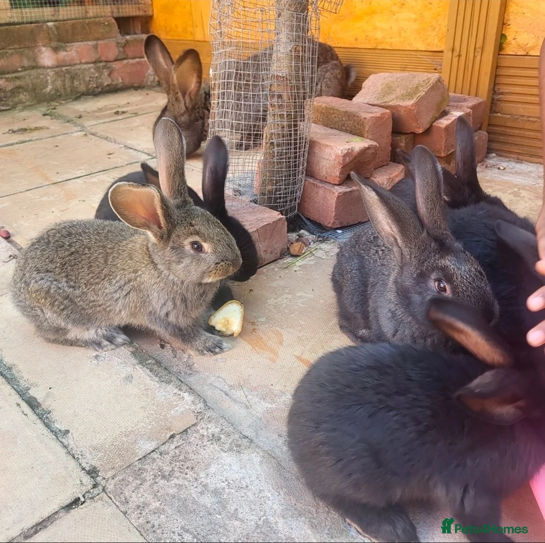 Continental Giant rabbits for sale: Giant Continental Rabbits READY TO LEAVE - Advert 2
