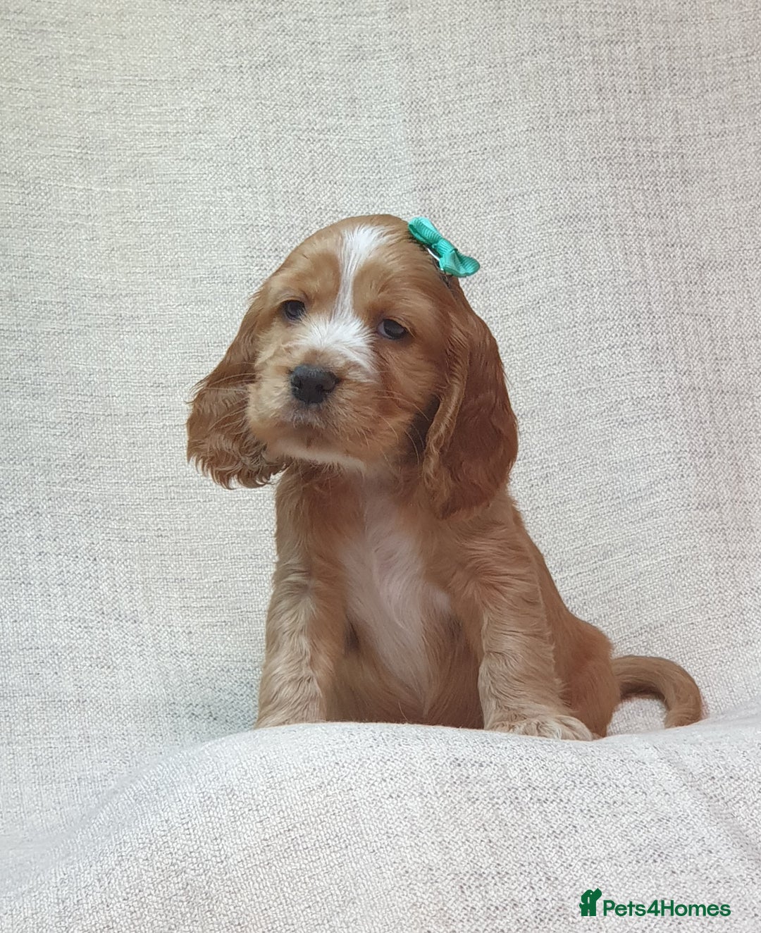 Cocker Spaniel dogs for sale: Show type unique markings cocker spaniel puppies  - Advert 8