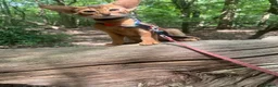 Abyssinian cats for sale: Adorable Abyssinian kittens - Advert 13