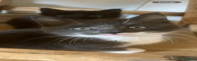 Maine Coon 3