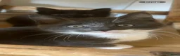 Maine Coon cats for sale: Beautiful fluffy Maine Coon x kittens - Advert 7