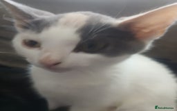 Domestic Shorthair cats for sale: 🐾 9 Beautiful Kittens - Image 19