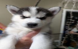 Siberian Husky dogs for sale: Stunning Siberian husky puppies - Image 24