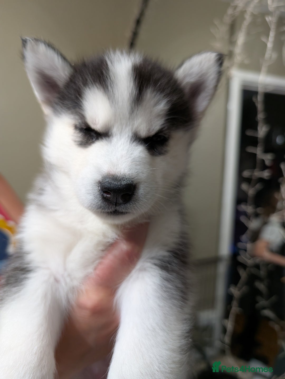 Siberian Husky dogs for sale: Stunning Siberian husky puppies - Image 24