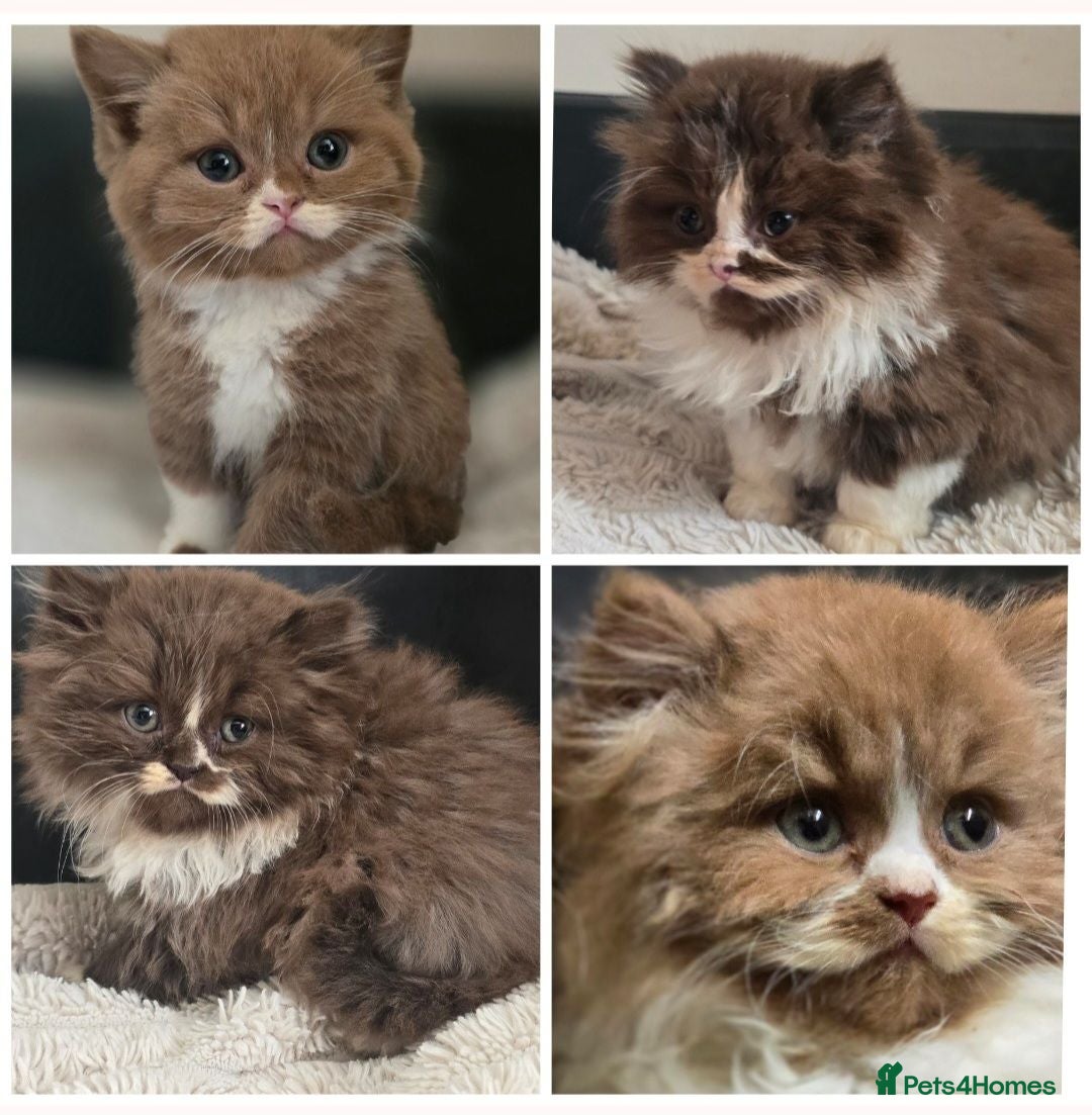 British Shorthair cats Beautiful British longhair kittens 🤎🧸  - Advert 1