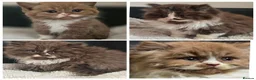 British Shorthair cats for sale: Beautiful British longhair kittens 🤎🧸  - Advert 2
