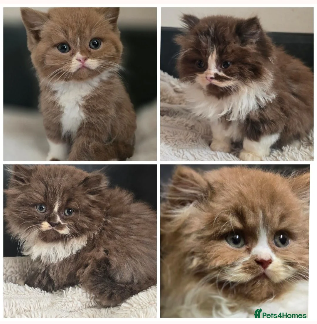 British Shorthair cats for sale: Beautiful British longhair kittens 🤎🧸  - Advert 2