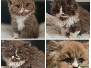 British Shorthair cats Beautiful British longhair kittens 🤎🧸 - Advert 18