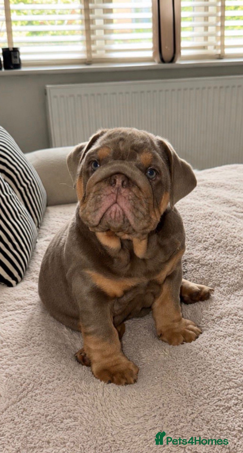 English Bulldog dogs 1 boy & 1 girl left kc registered top pedigree - Advert 1