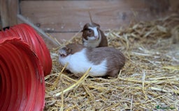 Guinea Pig rodents for sale: Gorgeous male piggies  - Image 4