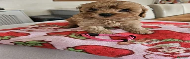 Cavapoo Puppy 3