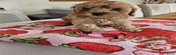 Cavapoo dogs for sale: 5* Cavapoo Puppies in Doncaster - Advert 5