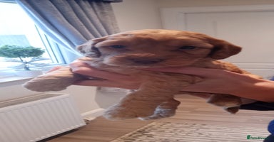 Cockapoo dogs - Advert 6
