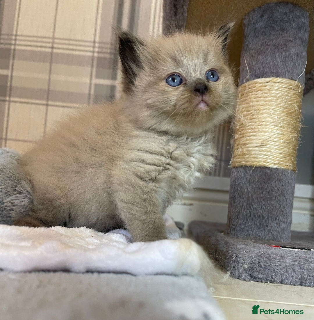 Ragdoll cats for sale: Pedigree Cherubim Ragdoll Kittens💫 - Image 13