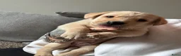 Labrador Retriever dogs for sale: Labrador puppies for sale - Advert 15