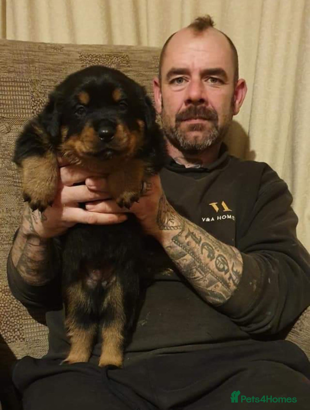 Rottweiler dogs for stud: OUR GORGEOUS DARK MALE BLUE FOR STUD - Advert 6